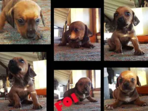 Cachorro raça Mista Dashund/shitzu idade Abaixo de 2 meses nome ????