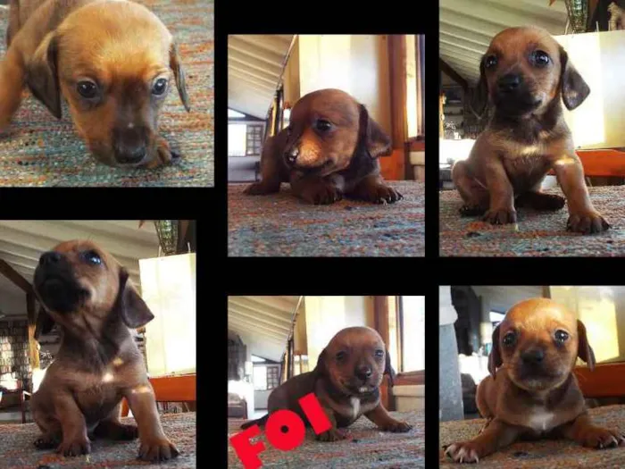 Cachorro ra a Mista Dashund/shitzu idade Abaixo de 2 meses nome ????