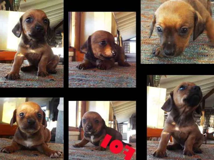 Cachorro ra a Mista Dashund/shitzu idade Abaixo de 2 meses nome ????