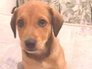 Cachorro raça SRD idade 2 a 6 meses nome Capitu 