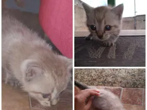 Gato raça  idade Abaixo de 2 meses nome Julie