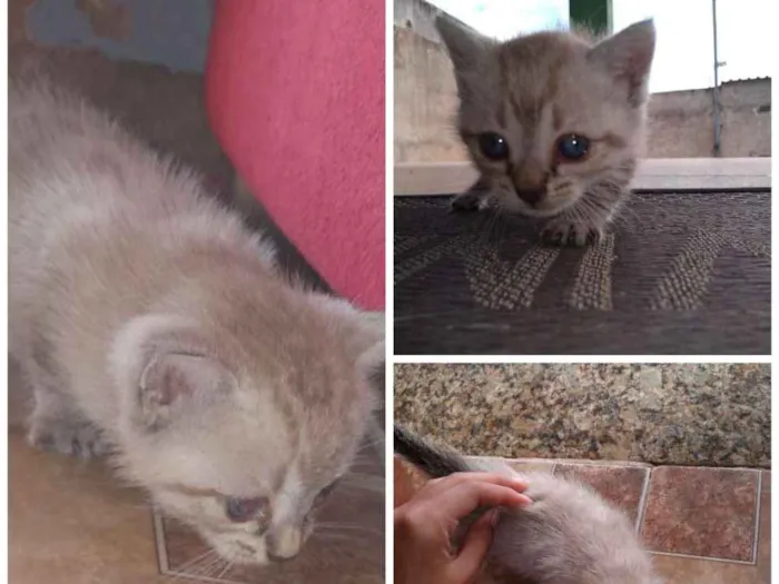 Gato ra a  idade Abaixo de 2 meses nome Julie