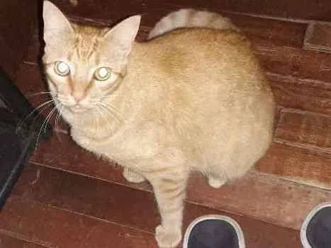Gato ra a  idade 1 ano nome Pudim 