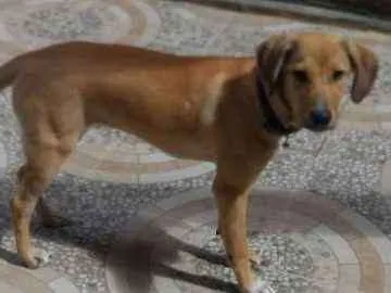 Cachorro ra a Vira lata idade 7 a 11 meses nome Mel