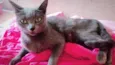 Pequena