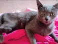 Pequena