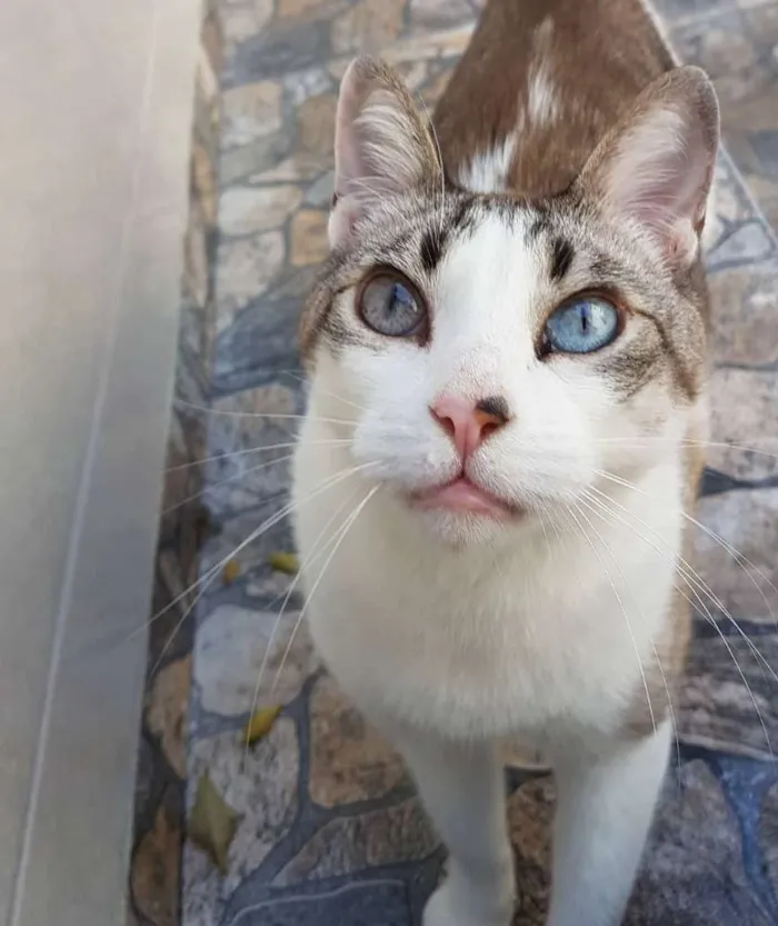 Gato ra a Siamês idade 5 anos nome Gatô