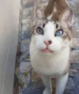 Gatô