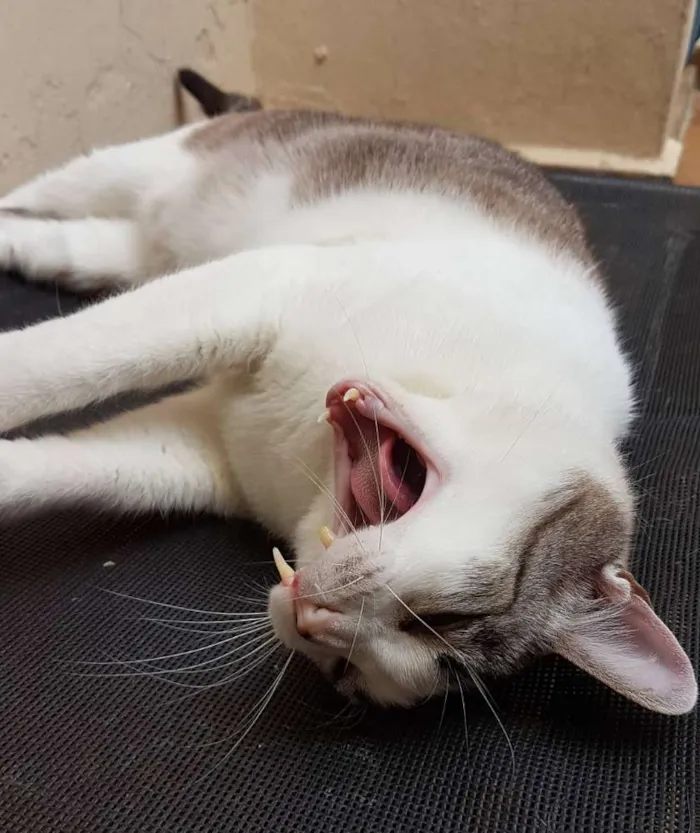 Gato ra a Siamês idade 5 anos nome Gatô