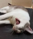 Gatô