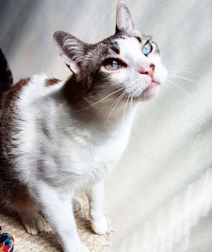 Gato ra a Siamês idade 5 anos nome Gatô