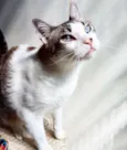 Gatô