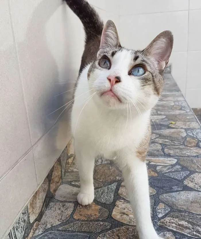 Gato ra a Siamês idade 5 anos nome Gatô