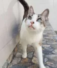 Gatô