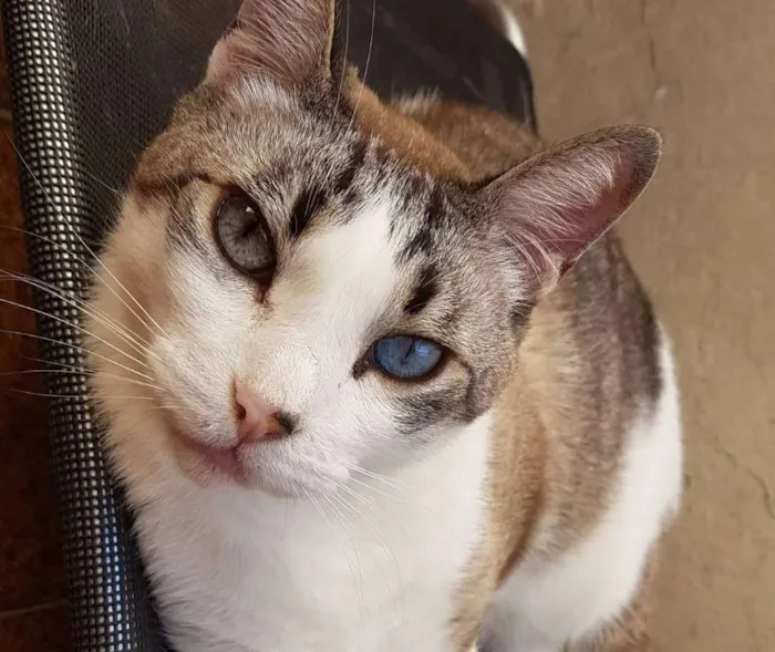 Gato ra a Siamês idade 5 anos nome Gatô