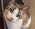 Gatô