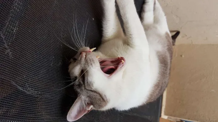 Gato ra a Siamês idade 5 anos nome Gatô