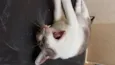 Gatô