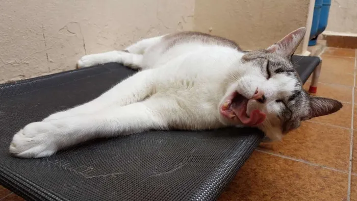 Gato ra a Siamês idade 5 anos nome Gatô