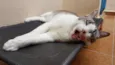 Gatô