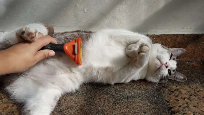 Gato ra a Siamês idade 5 anos nome Gatô