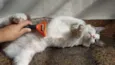 Gatô