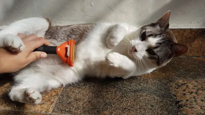 Gato ra a Siamês idade 5 anos nome Gatô
