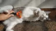 Gatô