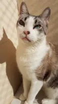 Gatô