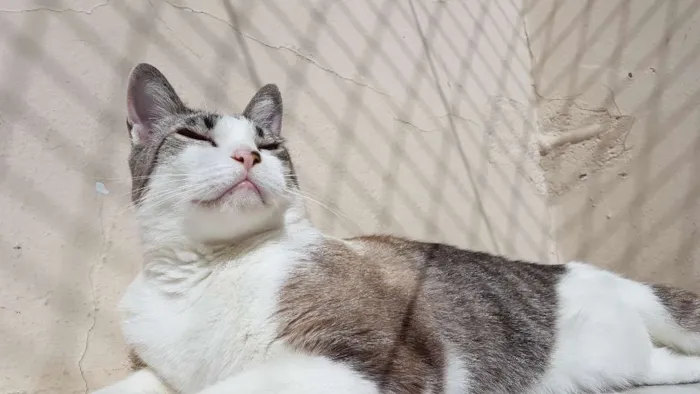 Gato ra a Siamês idade 5 anos nome Gatô