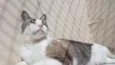 Gatô