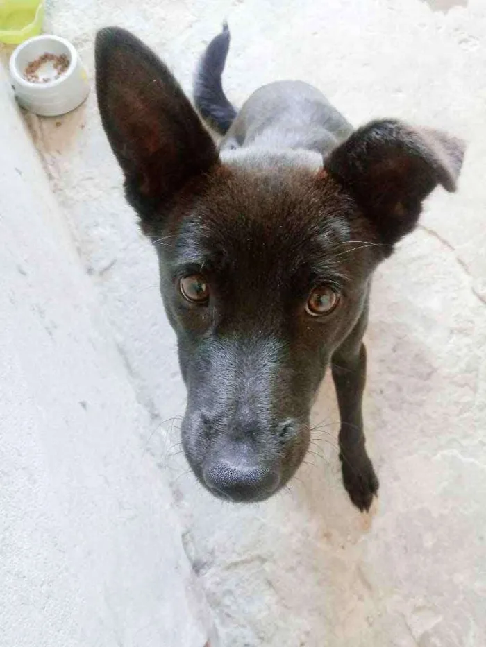 Cachorro ra a vira lata idade 2 a 6 meses nome Rashish