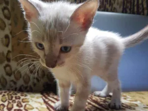 Gato raça Vira-Lata idade Abaixo de 2 meses nome Darwin 