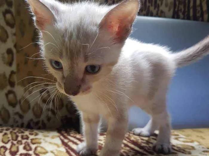 Gato ra a Vira-Lata idade Abaixo de 2 meses nome Darwin