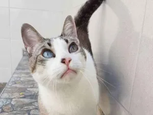 Gato raça Siamês idade 5 anos nome Gatô