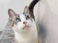 Gatô
