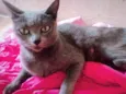Pequena