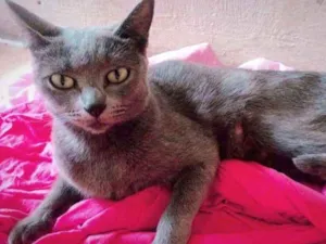 Gato raça Vira lata  idade 2 anos nome Pequena