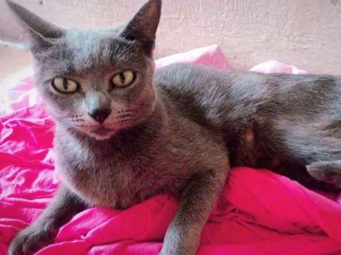 Gato ra a Vira lata  idade 2 anos nome Pequena