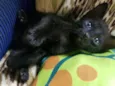 Pimpolho