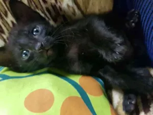 Gato raça Vira-Lata idade Abaixo de 2 meses nome Pimpolho 