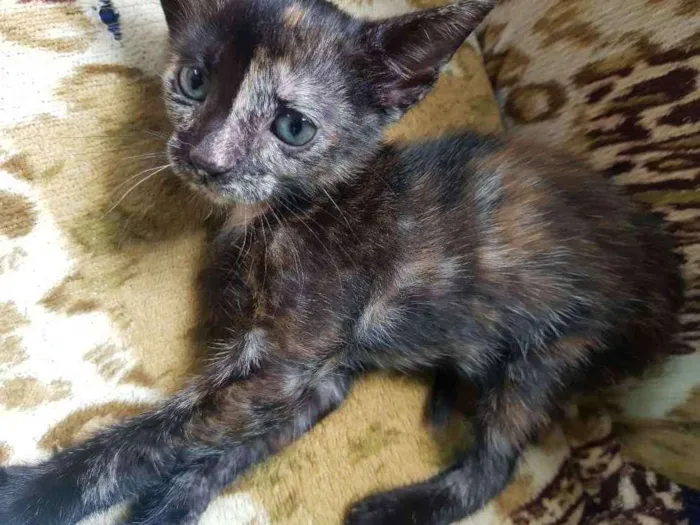 Gato ra a Vira-Lata idade Abaixo de 2 meses nome Luna 