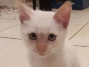 Gato raça SRD idade 2 a 6 meses nome George
