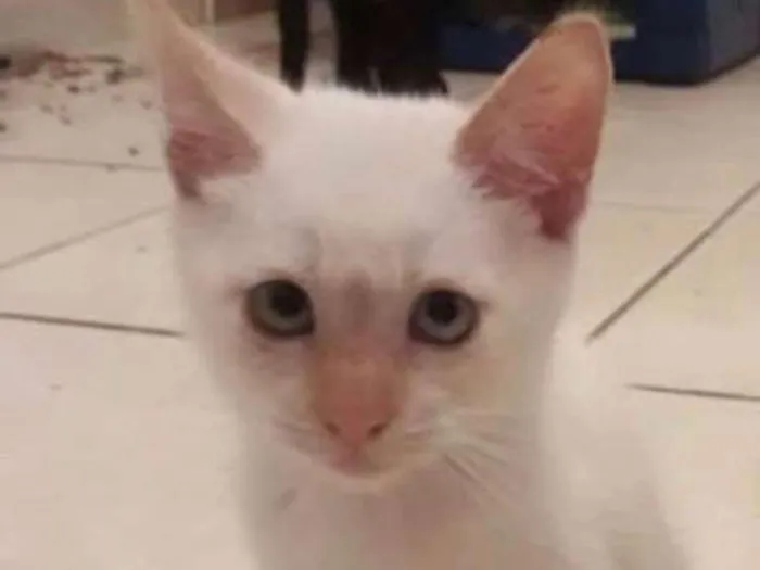 Gato ra a SRD idade 2 a 6 meses nome George