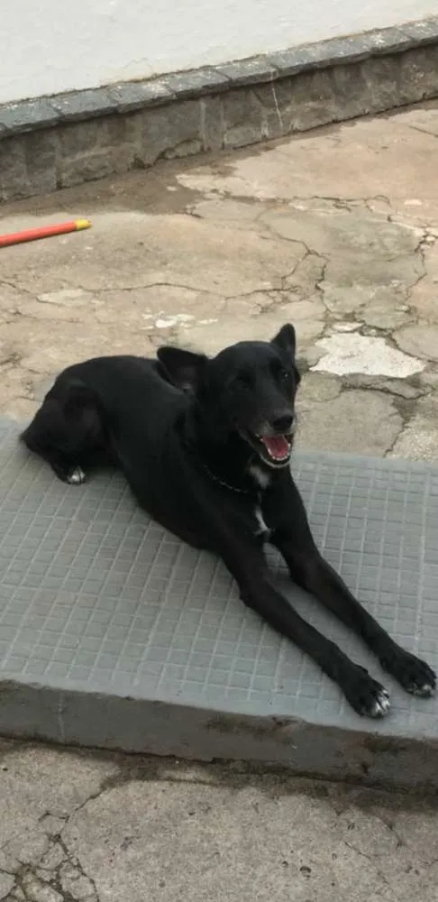 Cachorro ra a Vira lata idade 6 ou mais anos nome Fred