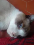Gugu