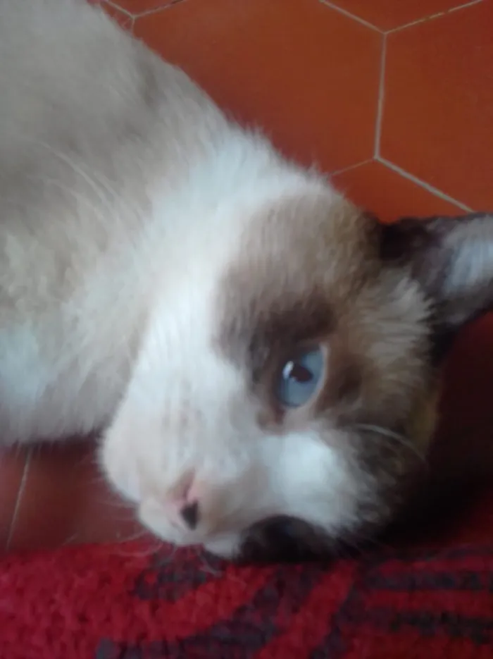 Gato ra a Srd idade 1 ano nome Gugu