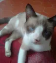 Gugu