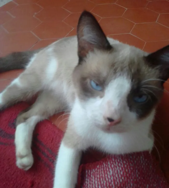 Gato ra a Srd idade 1 ano nome Gugu