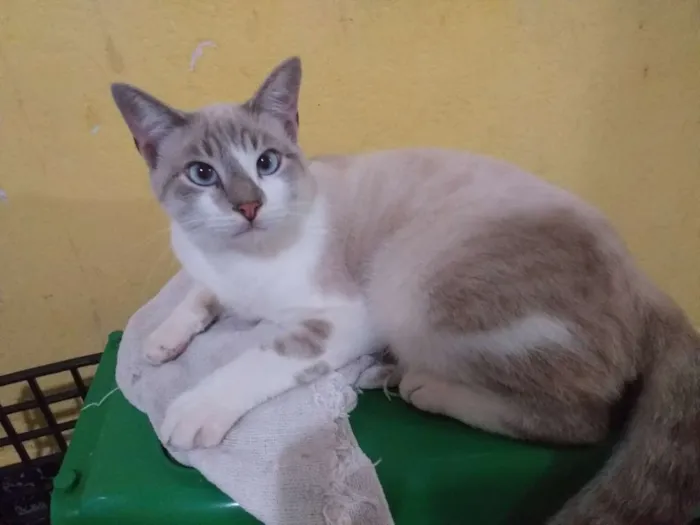 Gato ra a Siamês  idade 7 a 11 meses nome Romeu